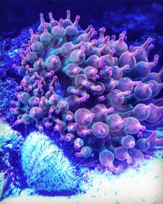 Bubble tip anemone