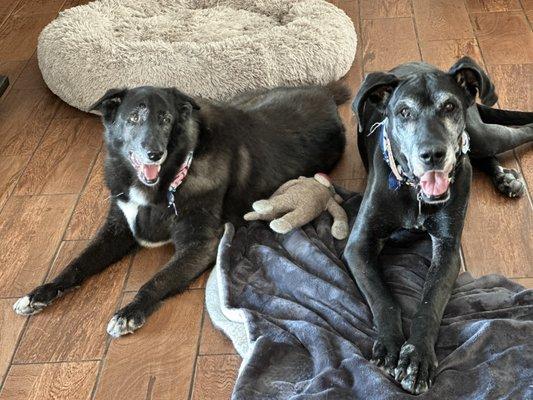 Bella, Shepard mix on the left and Benelli, Great Dane on the right