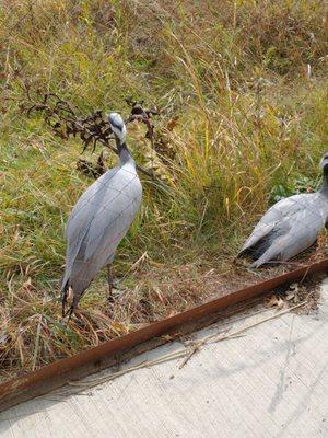 Sandhills