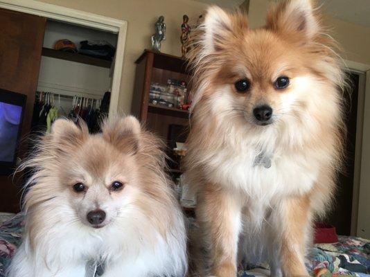 TaunTaun & JangoFett (my Pomeranians)