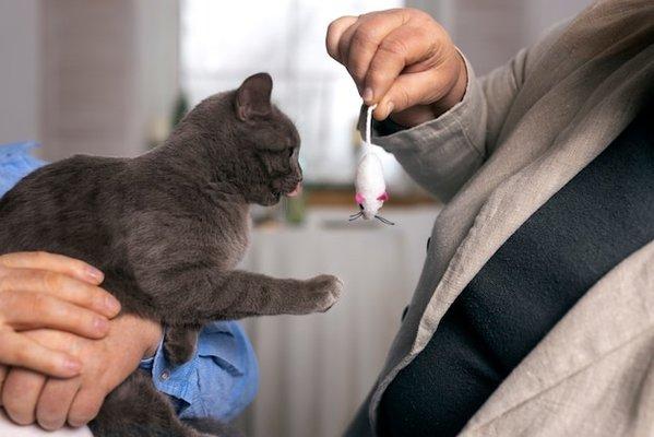 Cat Sitting, playing with cat