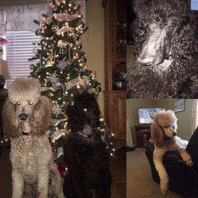 Merry Christmas from the poodles at Sasha's Boutique!!