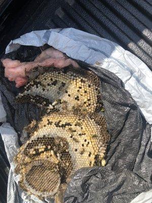 Yellow jacket nest , treated and removed from a customers ceiling -