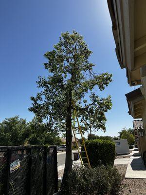 Bottle tree crown reduced and thinned.