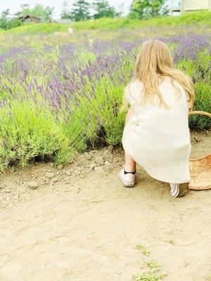 Picking lavender