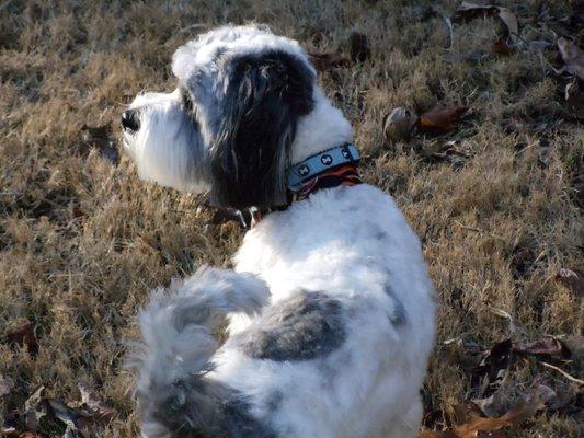 A great hair cut from the staff at Paws N Pearls.