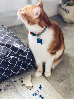 New bed cover and pierogie cat nip toy!