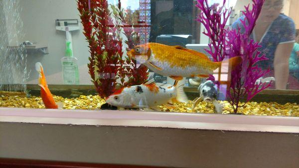 Cute koi to watch while waiting and filling out paperwork.