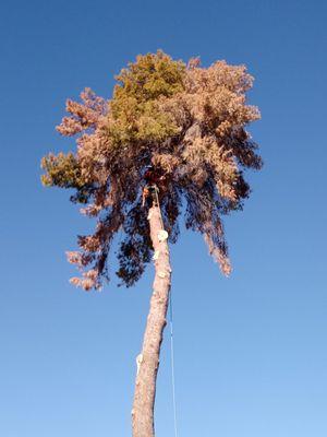 Southwest Landscaping & Trees