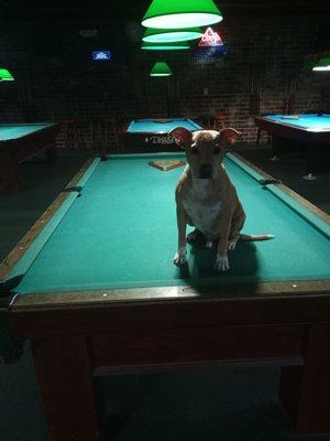 Owners Dog is a poolhall junky.