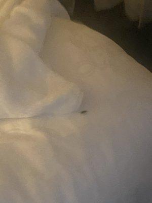 This is the roach that was on the bed!