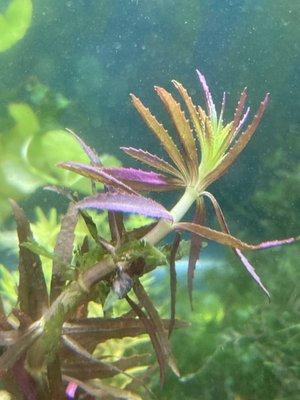 Limnophila aromatica