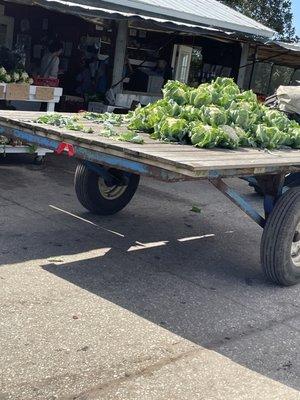 Cauliflower coming right off the wagon, right to the bin!