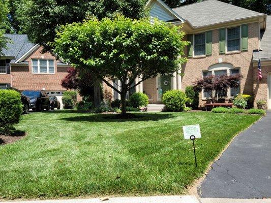 American Lawn and Tree Specialists