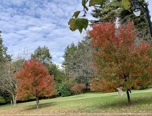 Beautiful Fall Foliage!