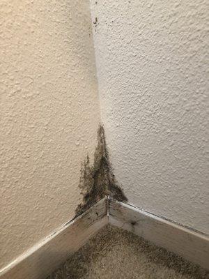 Mold in the bedroom