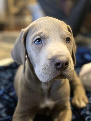 Beautiful Blue baby