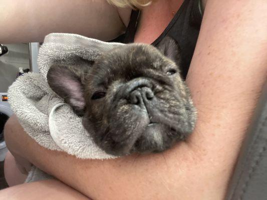 Our baby bear - French bulldog puppy