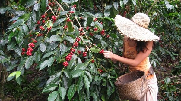 picking coffee cherries