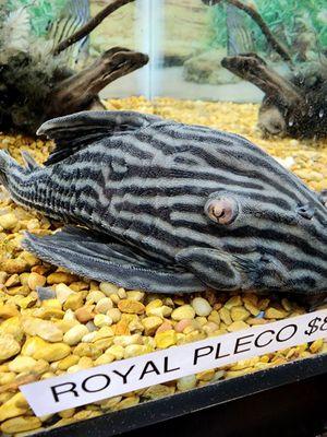 Royal Pleco