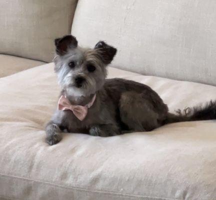 Teddy bear haircut