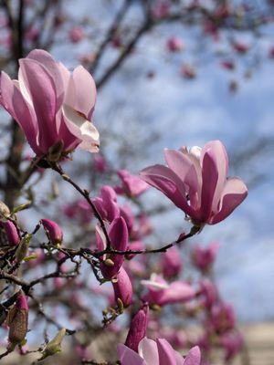 April 5 2020; Magnolia.