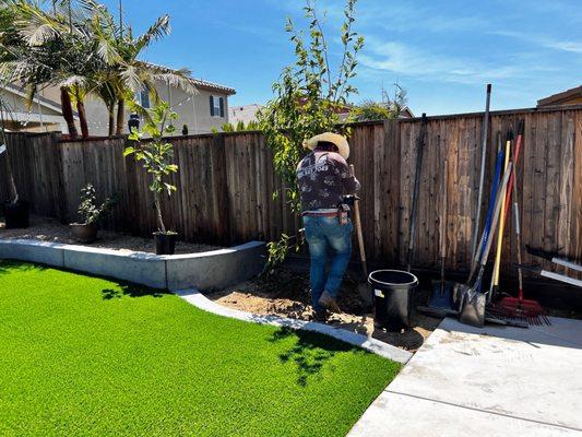 Kaide picked up plants and planting after installing drip system.