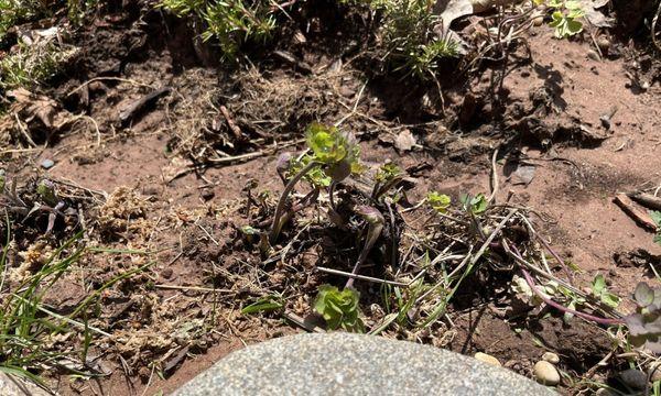 Columbines !