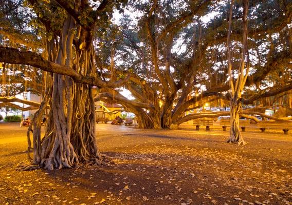 The incredible Banyan Tree