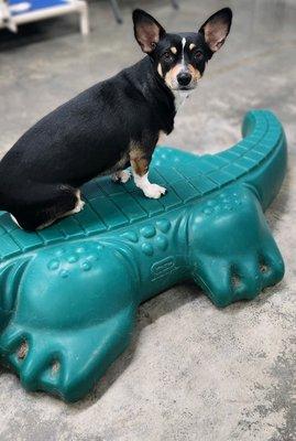 Sammie on her emotional support alligator.