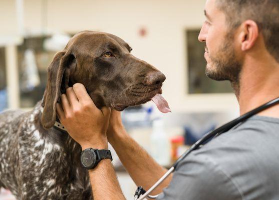 West Suburban Animal Hospital