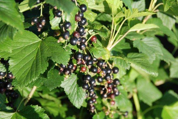 Black Currants