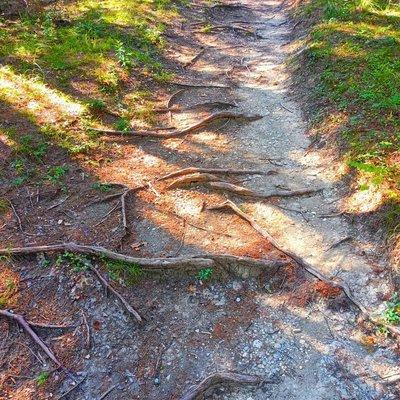 Roots and rocks on the path