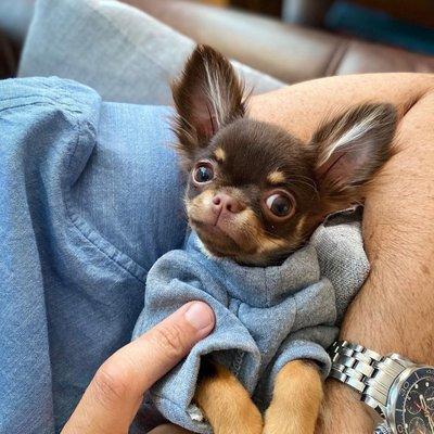 Teacup chihuahua puppies