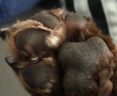 Shaved layer off paw pad. She's been licking it all day