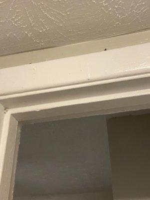 Roaches behind board frames