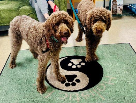 Happy pups at Holistic Pet Vet Clinic!