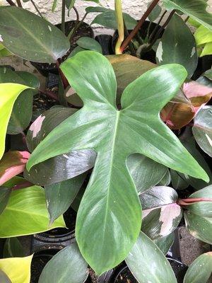 Philodendron "Florida Green"