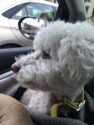 Uneven cut. Hair still matted and unbrushed. Scalped her body. This was taken in their parking lot the second I picked them up.