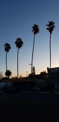 Santa Monica Blvd from 2nd floor balcony.