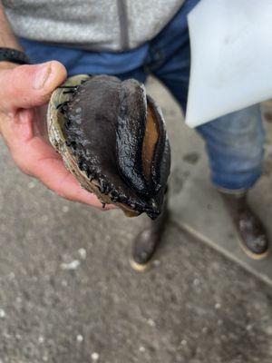 Amazing fresh abalone