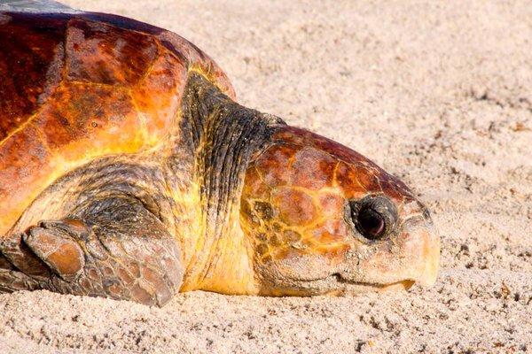 great sea turtle watching areas