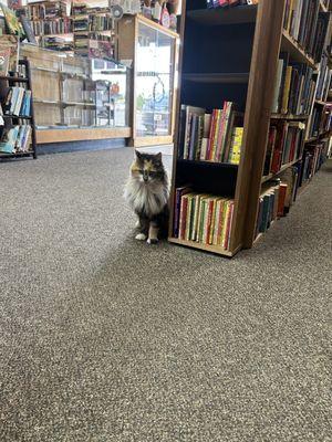 Callie waiting to greet the next customer and get a pet.