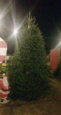 Christmas Trees