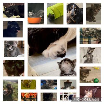 November 2022-November 2023 Fostered 21 kitties and  2 dogs!  Best foster experiences has been with the Arizona Humane Society!