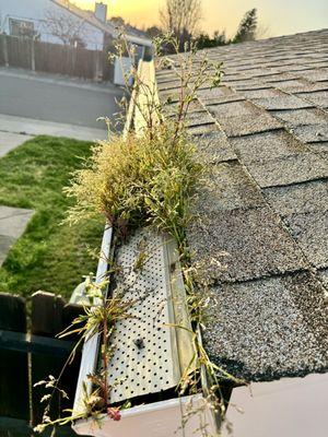 Weeds were growing inside my gutters :(. This was before Benito cleaned my gutters :)