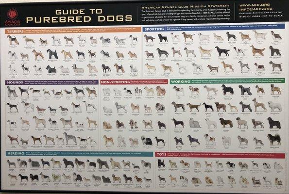 Dog Chart