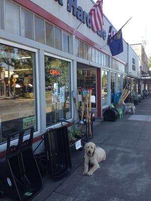 Butterscotch goes to the best hardware store in town to celebrate his 8th birthday!