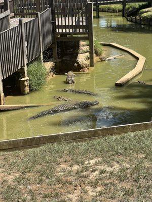 Alligator feeding