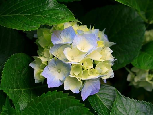 Beautiful Hydrangea always in stock!